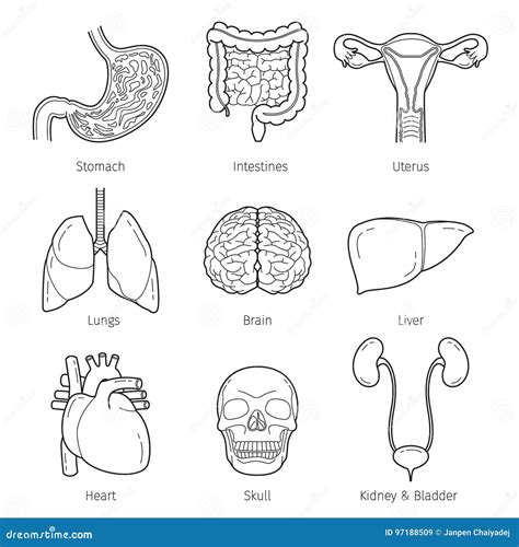 Human Internal Organs Outline Objects Icons Set Stock Vector