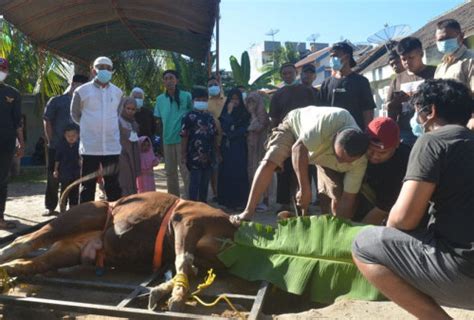 Dpd Ldii Oku Potong Ekor Hewan Kurban