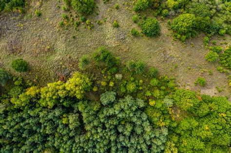 Forest From Drone View Stock Photo Download Image Now Istock