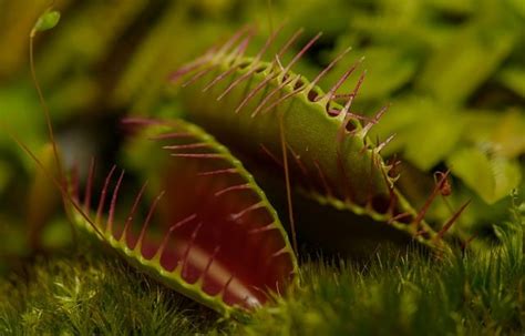 How long does a venus flytrap stay close. Are Venus Fly Traps Sentient? - Venus Flytrap World