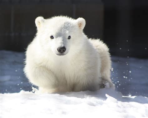 Each Day An Adventure In Alaska Our Baby Polar Bear
