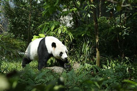 Giant Panda Forest Singapore River Safari Step Into The Giant