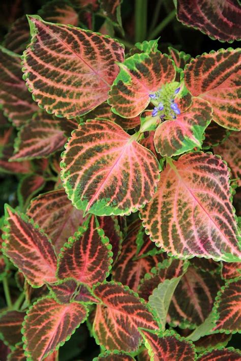 Gorgeous Detail Of Coleus Plant And Flowers Stock Image Image Of