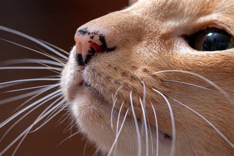 Black Spots Lentigo On Cat Gums Nose And Eyelids Cat World