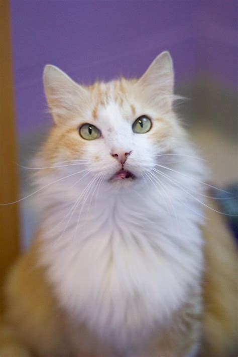 After you have selected the animal you wish to adopt, seek assistance from any of our shelter staff who will interview you to determine if you are a suitable adopter. Cats for Adoption | Petfinder | Cat adoption, Pets, Cats