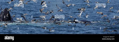 A Panoramic Photograph Of Some Humpback Whales Feeding Off The Coast Of