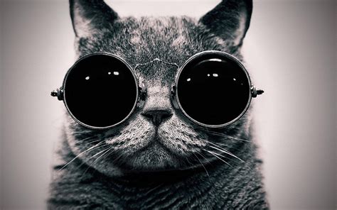 Free Download Cute Cat With Sunglasses Wallpaper 2560x1600 For Your
