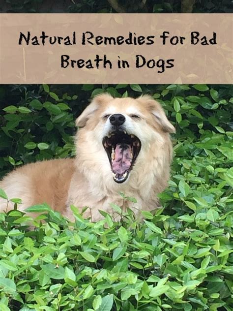 Natural Remedies For Dogs Bad Breath Unique And Useful Finds