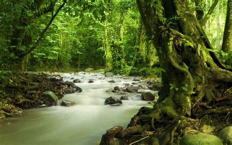 Forests Jungle Leaves Rivers 2062 2560x1600