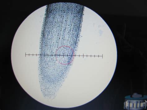 Bio 156 Fall 2015 Week 3 The Microscope Cells And Organelles Lab