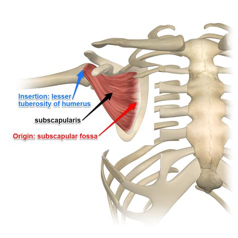 Subscapularis Rotator Cuff Muscle