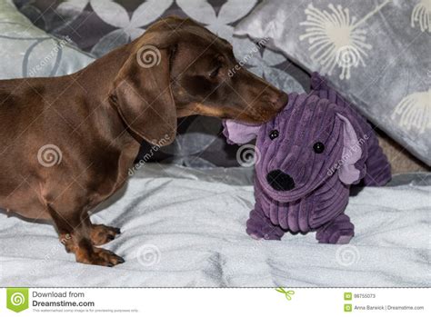 Chocolate And Tan Miniature Dachshund Playing With Toy Stock Image