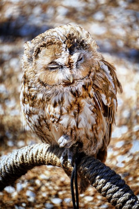 Sleepy Owl Kauz