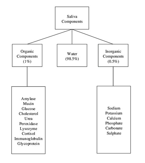 Components Of Human Saliva Download Scientific Diagram