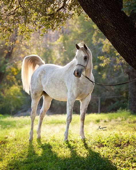 Arabian Horse All You Need To Know About This Majestic Breed Cavalry