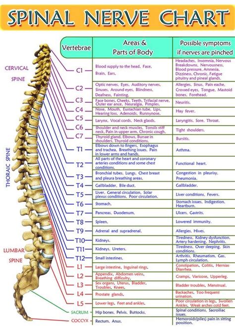 Printable Spinal Nerve Chart Printable World Holiday