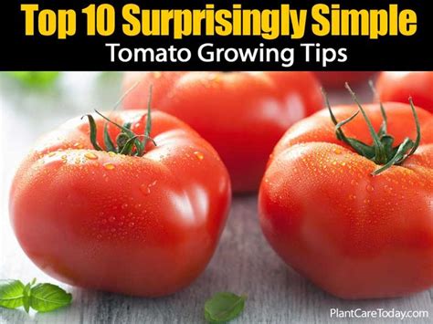How Many Pounds Of Tomatoes Per Plant 12 Steps To High Yield Tomatoes