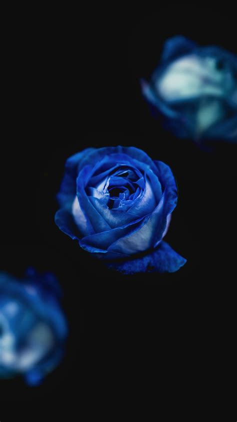 Blue Rose Flower Hd Wallpaper Wallpaper Flare