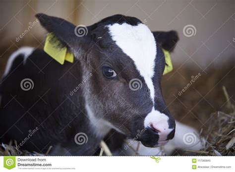 Very Young Black And White Calf Lies In Straw Stock Image Image Of