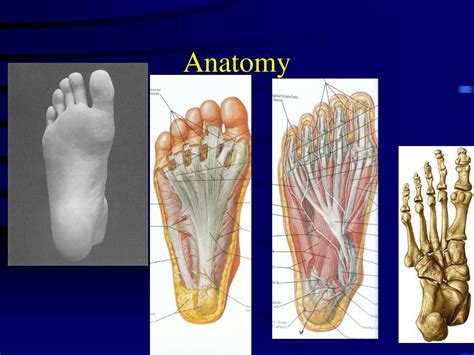 Ppt Foot And Ankle Injuries Powerpoint Presentation