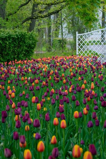 Premium Photo Spring Field Of Beautiful Multicolored Tulips