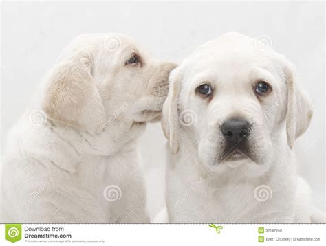 Puppy Dog Sharing A Secret Stock Photo Image Of Labrador 37197260