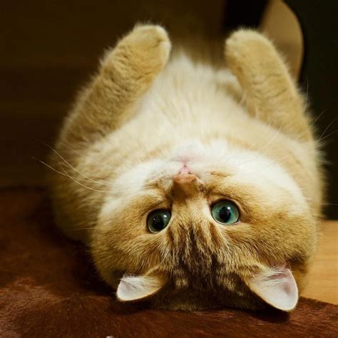 Free download hd or 4k use all videos for free for your projects. Here, let me get that for you | Cute animals, Cute cats, Cats