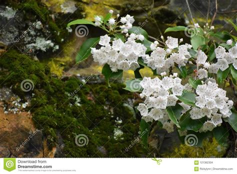 Flowering Tree Near A Moss Covered Rock In The Smoky Mountain National