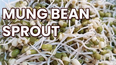 How To Grow Mung Bean Sprout ಹೆಸರು ಕಾಳಿನ ಮೊಳಕೆ How To Grow Sprouts