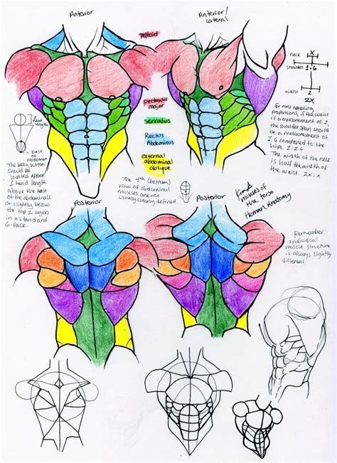 Arm muscle map, needs corrections. Muscle Reference- TORSO by 10kk on DeviantArt