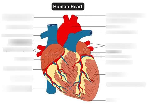 Exterior Human Anatomy Diagram Quizlet