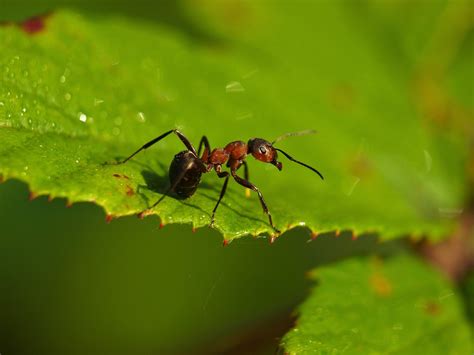 Leafcutter Ants Accelerate The Cutting And Transport Of Leaves During