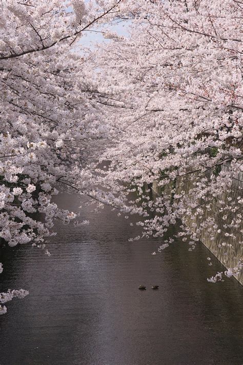 Sakura In Meguro River Lime884 Flickr