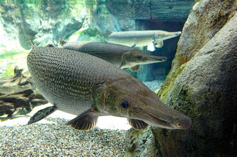 These Are 12 Of The Largest Freshwater Fish On Earth Wildlife Informer