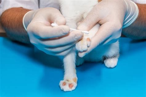 Fungal Infections In Cats Causes Symptoms And Treatment All About Cats