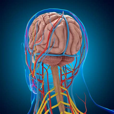 Human Circulatory System Anatomy With Brain For Medical Concept 3d