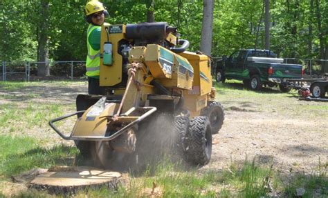 Everything You Need To Know Stump Grinding Macmillan Education Bookstore