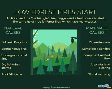 What Causes Forest Fires Ographic For Kids Mocomi