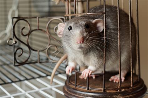 HQ Pictures Dumbo Pet Rats Hairless Pet Rat Facts Lifespan And Care Guide Lovetoknow