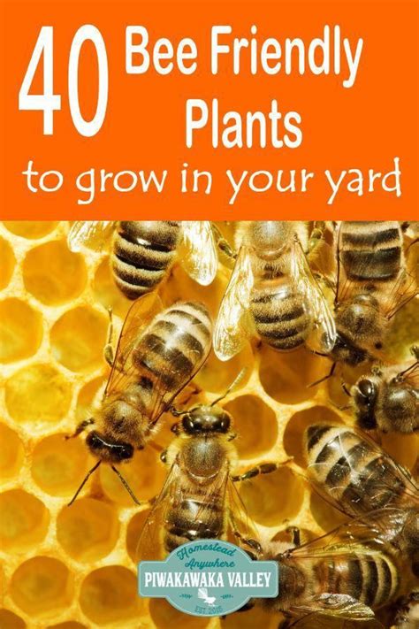 Here Are 40 Bee Friendly Plants That You Can Grow In Your Garden To Help Save The Bees