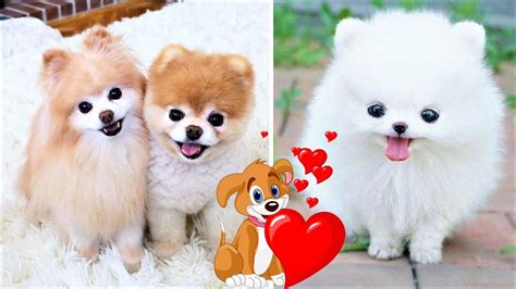 Top 10 Cutest Dog Breeds Around The World Youtube