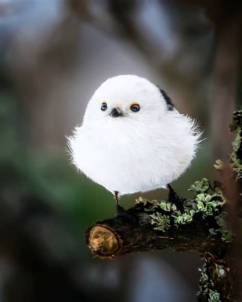 Andantegrazioso Snowball Bird Soosseli Beautiful Birds Pet Birds