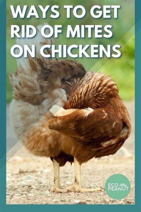 13 Natural Ways To Get Rid Of Mites On Chickens In 2023 Mites On
