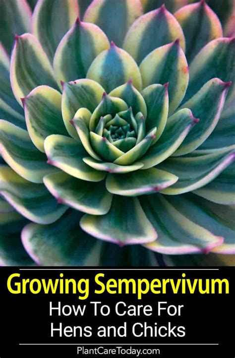 Sempervivum Care Growing Hens And Chicks The Common Houseleek