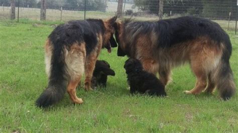 Achilles And Heidi With Their Longhair German Shepherd Puppies At 4