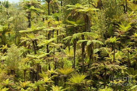 Endemic New Zealand Tree Fern Forest Wilderness Photograph