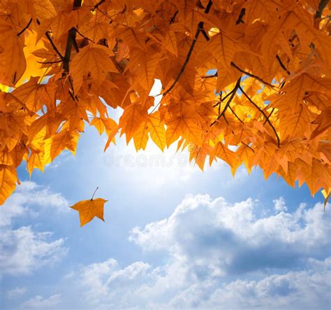 Autumn Leaves Stock Image Image Of Autumn Beautiful 16086179