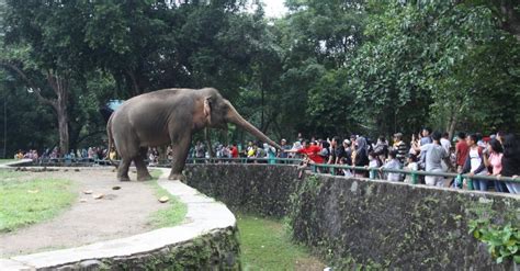 Sejarah Kebun Binatang Pertama Di Indonesia