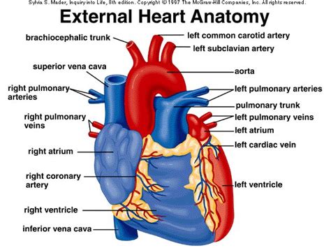 External Heart Anatomy Diagram Human Heart Diagram Heart Anatomy