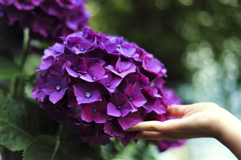 Flowers For Allergy Sufferers Bengert Greenhouses